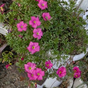 オキザリス　桃の輝き,寄せ植え,多肉植物,リメ缶,多肉寄せ植えの画像
