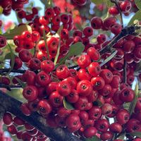 ピラカンサ,実♡,水元公園,☆携帯撮影☆の画像