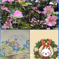 サカキ,サカキ,サザンカ,サザンカ,トベラの画像