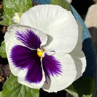 鉢植え,軒下,我が家,家庭菜園の画像