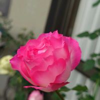 クチナシ,ツバキ,バラ,チェッカーベリー,バラ ストロベリーアイスの画像