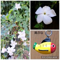 シュウメイギク,ジャスミン,ジャスミン・ホワイトプリンセス,メタセコイア,いつもありがとう♡の画像