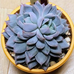 珊瑚の花,霜飾り,鉢植え,エケベリア属,多肉大好きの画像