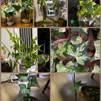 アイビー（ヘデラ）,アイビー（ヘデラ）,キッチン,リビング・ダイニングの画像