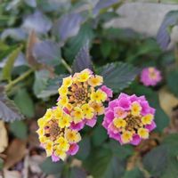 ランタナ,イマソラ,今日も元気で,キュンキュン乙女倶楽部,乙女ピンクの画像