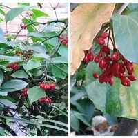 セイヨウヒイラギ,クリスマスホーリー,ハクサンボク,ハクサンボク　実,赤い実の画像