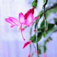 シャコバサボテン,ジャコバサボテン,シャコバサボテン(ピンク),まるちゃん。,ピンクの花の画像