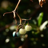 ノブドウ,小さな実,自然観察,散策の画像