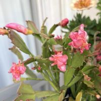 デンマークカクタス,シャコバ サボテン,可愛い〜♡,花のある暮らし,癒し…の画像