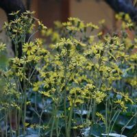 ツワブキ,ツワブキ,オニタビラコ,オニタビラコ,オニタビラコとツワブキの画像