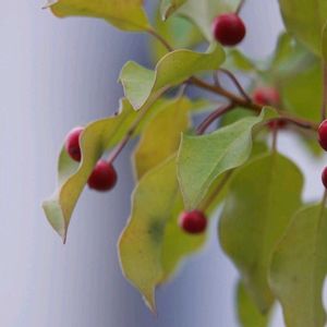 ソヨゴ,ソヨゴ,冬青の画像