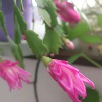 シャコバサボテン,放置栽培の画像