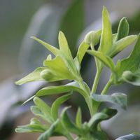 柚子,クリスマスローズ フェチダス,ワンワン祭り,nami's gardenのクリスマスローズ,小さな庭の画像