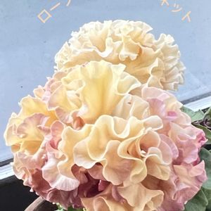 モリモリの花びら,クレヨン君,孫のペットクレヨン君,パンジー ローブドゥアントワネット ロココ,パンジー ローブドゥアントワネット ロココの画像