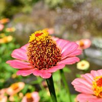 ジニア（百日草）,素敵な出会いに感謝,胸キュン,木曜モフモフ,花散歩♡の画像