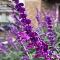 アメジストセージ,アメジストセージ,散歩,花散歩,花のある暮らしの画像