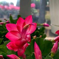 ウインターコスモス,シャコバサボテン,ニチニチソウ,ペンタス,イチョウの画像