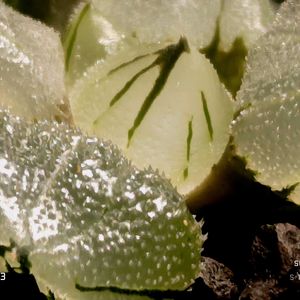 ピグマエア　ミュータント,ハオルチア属,多肉ちゃん,ボタニカルライフ,ベランダーの画像