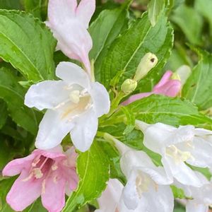 箱根空木（ハコネウツギ）,斑入りアベリア,平和を願う,頑張ろう日本❣️,ピンクワールドへ ようこその画像