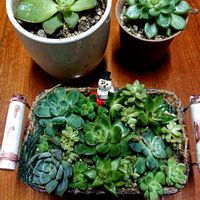キクイモ,ツメレンゲ,ポンカン,fumi fumiさんからの素敵便,可愛い多肉達の画像