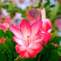 シャコバサボテン,デンマークカクタス,デンマークカクタス(シャコバサボテン),デンマークカクタス(シャコバサボテン),サボテン科の画像