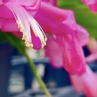 シャコバサボテン,ブーゲンビリア,イロハモミジ,メタセコイア,落ち葉♪の画像