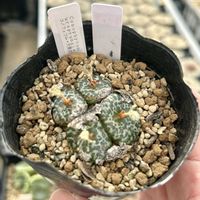 コノフィツム,多肉植物,なべりんぷらんつ,大黒点,ベランダの画像