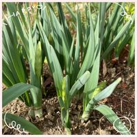 スイセン,寒菊,アイスチューリップ,ビタミンカラー,復興祈願の画像