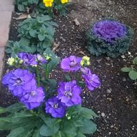 ノースポール,ビオラ,八重咲きストック,葉牡丹（はぼたん）,新入りさんの画像