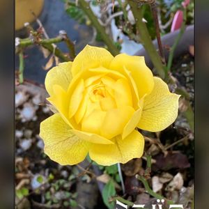 ミニバラ,ままちゅう　ミニバラ,かわいい,癒し,美しいの画像