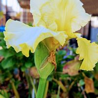 ジャーマンアイリス,大人の着せ替え人形,大人の着せ替え人形,お散歩ちゃんキーホルダー,モコのみどりのまとめの画像