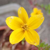 ウインターコスモス,鉢植え,土手のガーデンの画像