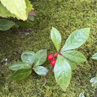 センリョウ,マンリョウ,ヤブコウジ(十両),キミノセンリョウ,寒川神社の画像