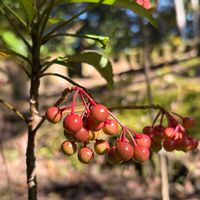 センダン,ムラサキシキブ,万両,ヤマモミジ,ジャノヒゲの画像