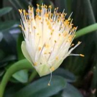 オモト,万年青,安曇野,万年青(おもと),マユハケ万年青の画像