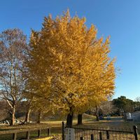 ペンタス,ペンタス,イチョウ,イチョウ,スーパートレニア カタリーナ ラムレーズンの画像