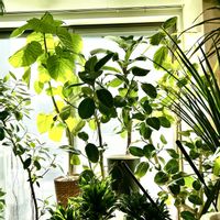 ドラセナ,フィカス　ウンベラータ,フィカス・アルテシマ,ドラセナ・コンシンネ,フィカスの画像