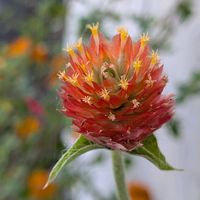 センニチコウ,千日紅（せんにちこう）,一年草,千日草（せんにちそう）の画像