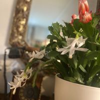 シャコバサボテン,シャコバサボテン,デンマークカクタス,リビング,挿し芽の画像