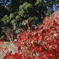 サラサドウダン,樹木の画像