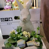 シクラメン,胡蝶蘭,GSのみなさんに感謝♡,素敵な出会いに感謝,GSの繋がりに感謝♡の画像