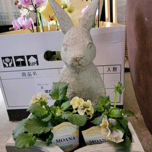 シクラメン,胡蝶蘭,GSのみなさんに感謝♡,素敵な出会いに感謝,GSの繋がりに感謝♡の画像