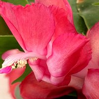 シャコバサボテン,デンマークカクタス,葉挿しっ子,今日のお花,ピンクワールドへ ようこその画像