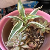 ドラセナ,秋麗,窓辺の画像