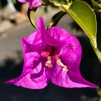 ブーゲンビリア,ピンク,ピンクの花,大好きな花,シルエット❤︎の画像