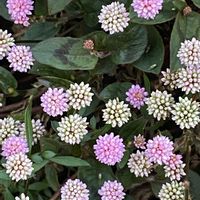 ヒメツルソバ,ご近所,早朝,散歩での画像