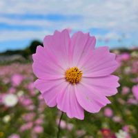 コスモス,木曜日は桃色の画像