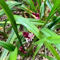 手作り,山野草,ワクワク,縁起物,坪庭の画像