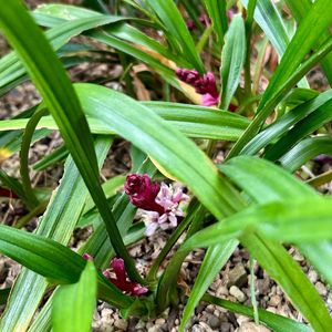 手作り,山野草,ワクワク,縁起物,坪庭の画像