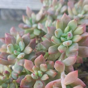 リトルビューティー,多肉植物,セダム属,多肉丼,暴れ多肉の画像